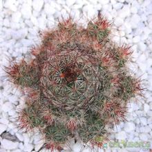 Una foto de Mammillaria mazatlanensis ssp. patonii