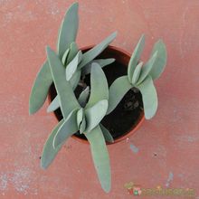 Una foto de Crassula perfoliata var. falcata