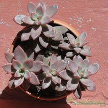 Una foto de Graptosedum cv. Bronze (Graptopetalum paraguayense x Sedum stahlii) (Hibrido)