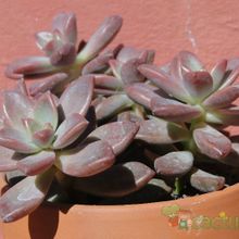 Una foto de Graptosedum cv. Bronze (Graptopetalum paraguayense x Sedum stahlii) (Hibrido)