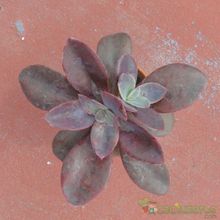 A photo of Echeveria Metallica (Hibrido)