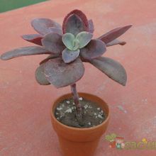 A photo of Echeveria Metallica (Hibrido)