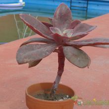 A photo of Echeveria Metallica (Hibrido)