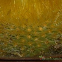 Una foto de Parodia chrysacanthion