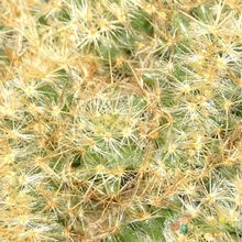 A photo of Mammillaria prolifera fma. crestada