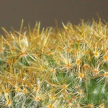 A photo of Mammillaria prolifera fma. crestada