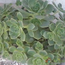 A photo of Aeonium haworthii