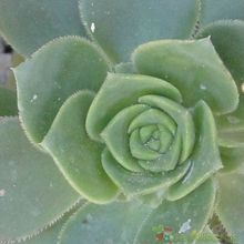 A photo of Aeonium haworthii