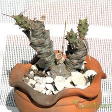Una foto de Tephrocactus articulatus fma. papyracanthus