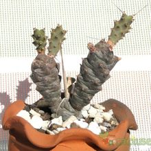 Una foto de Tephrocactus articulatus fma. papyracanthus