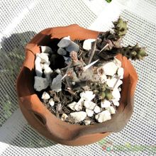 Una foto de Tephrocactus articulatus fma. papyracanthus
