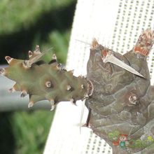 Una foto de Tephrocactus articulatus fma. papyracanthus