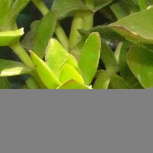 A photo of Crassula undulata