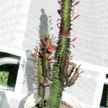 A photo of Euphorbia trigona var. rubra