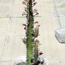 A photo of Euphorbia trigona var. rubra