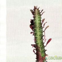 A photo of Euphorbia trigona var. rubra
