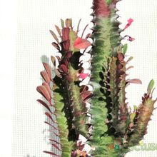 A photo of Euphorbia trigona var. rubra