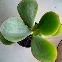 A photo of Cotyledon macrantha