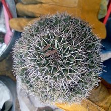 A photo of Mammillaria karwinskiana subsp. karwinskiana