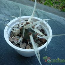 Una foto de Tephrocactus articulatus fma. papyracanthus