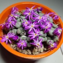 A photo of Conophytum minutum  