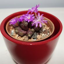 Una foto de Conophytum luckhoffii