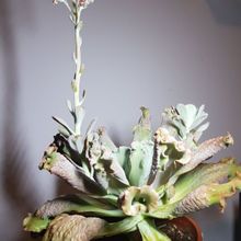 Una foto de Echeveria Paul Bunyan (E. gibbiflora Carunculata x E. Edna Spencer) (HIBRIDO)