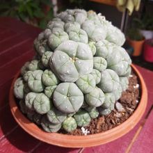 Una foto de Lophophora williamsii
