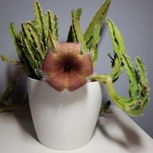 A photo of Stapelia gigantea