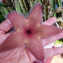 A photo of Stapelia gigantea