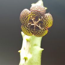 Photo of a cactus currently being identified