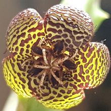 Photo of a cactus currently being identified