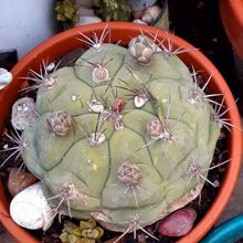 Una foto de Gymnocalycium pflanzii