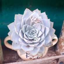A photo of Echeveria desmetiana