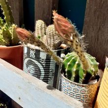 Una foto de Echinopsis oxygona