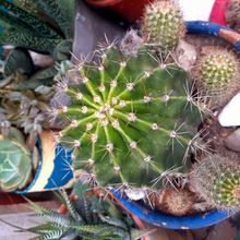 A photo of Echinopsis oxygona