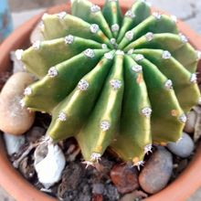 Una foto de Echinopsis oxygona