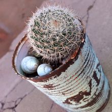 Photo of a cactus currently being identified