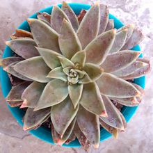 Una foto de Echeveria bifida  