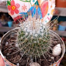 A photo of Mammillaria geminispina