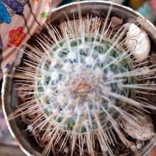 A photo of Mammillaria geminispina