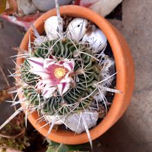 Una foto de Stenocactus multicostatus