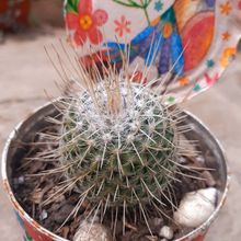 A photo of Mammillaria geminispina
