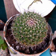Una foto de Mammillaria mystax