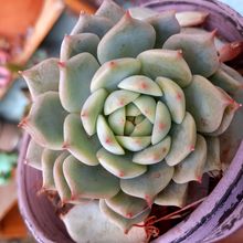 Photo of a cactus currently being identified