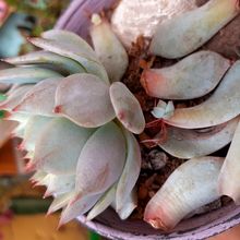 Photo of a cactus currently being identified