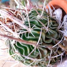 Una foto de Stenocactus multicostatus