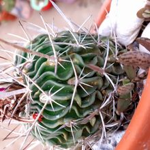 Una foto de Stenocactus multicostatus