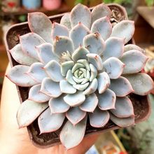 Foto de un cactus que se está identificando actualmente