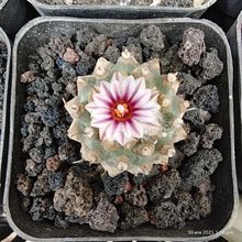 Photo of a cactus currently being identified